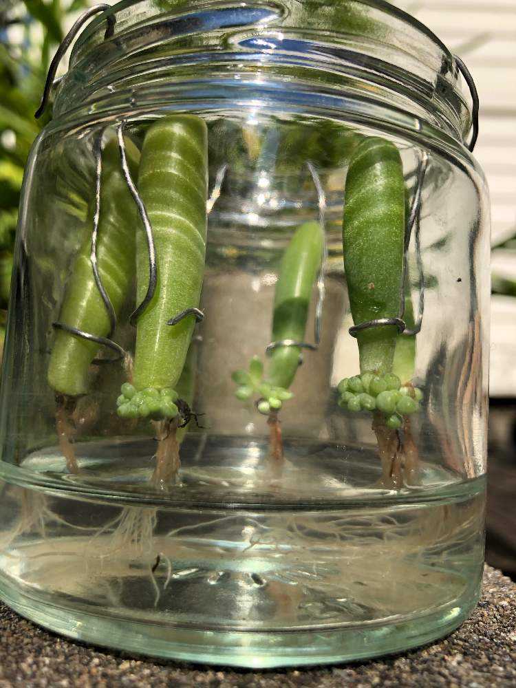 乙女心の葉挿し水栽培 Greensnap グリーンスナップ 乙女心の葉挿し水栽培 Greensnap グリーンスナップ