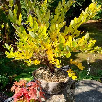 M's style bonsai(雑木)の画像 by 美野美谷さん | 広い庭と紅葉中とM's style bonsaiと和の庭とイロハモミジ。と秋の庭と色づきと屋久島萩。と庭景色と和風の庭とM's style bonsai(雑木)とM's style bonsai(花もの)