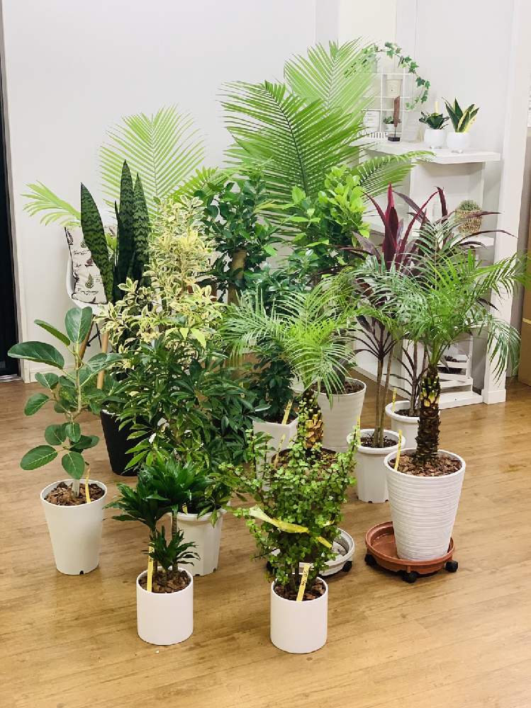 ポーチュラカの投稿画像 By E Ranさん ガジュマルとドラセナコンパクタとサンスベリア ハニーとフィカス ベンガレンシスとサンスベリア ハニー バニーとサンスベリア ゼラニカとラベニアヤシとフェニックス ロベリニーとガジュマル斑入りとシェフレラ アルボリコーラチ