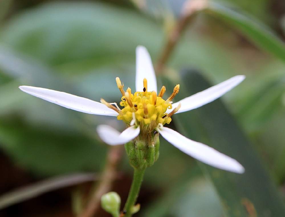 野菊の投稿画像 By Hiroshiさん シラヤマギクとムコナと野の花と山野草とキク科と花のある暮らしと白い花と秋の花 月11月17日 Greensnap グリーンスナップ