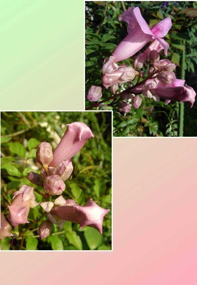 Cha Coのノウゼンカズラ開顔物語 Greensnap グリーンスナップ