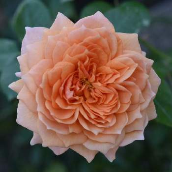 シュラブの投稿画像一覧 Greensnap グリーンスナップ