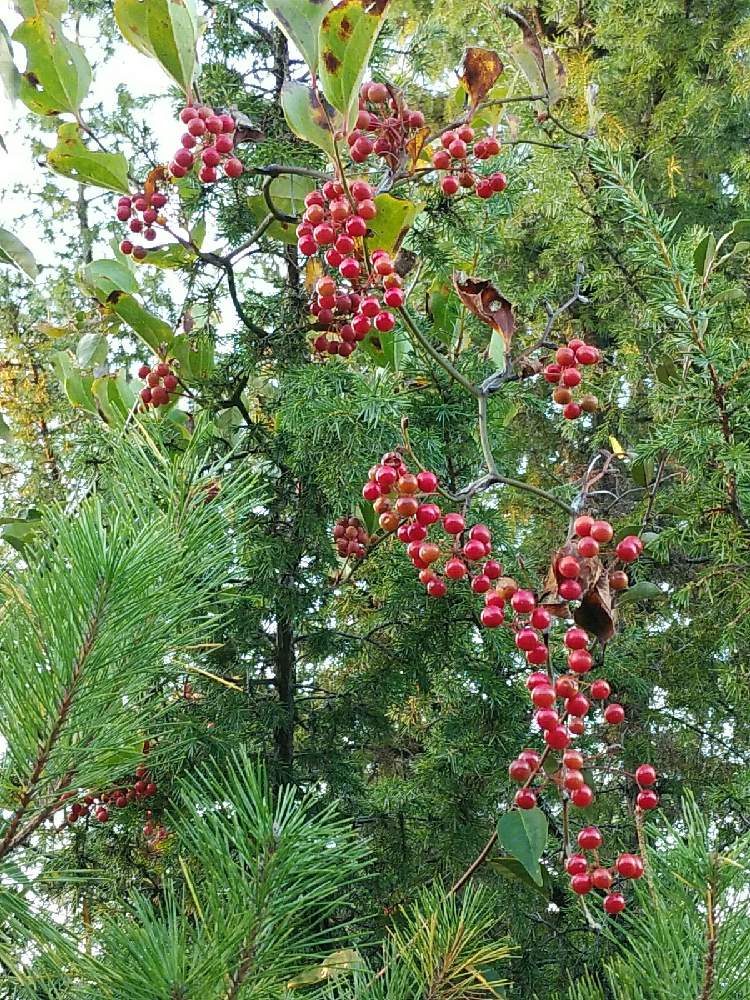 サルトリイバラの実の投稿画像 By とものやまさん 林縁 月11月17日 Greensnap グリーンスナップ