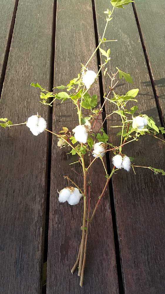 綿の種から綿花栽培 その4 クリスマスアレンジ Greensnap グリーンスナップ 綿の種から綿花栽培 その4 クリスマスアレンジ Greensnap グリーンスナップ