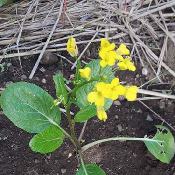 オータムポエムの花の投稿画像一覧 Greensnap グリーンスナップ