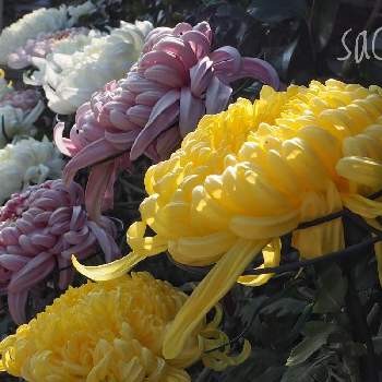 大菊の画像 by sachiさん | キクと大菊と最前線のあなたへと負けないで！と小さな希望と今日の仕事道とコロナに負けるな！と#最前線のあなたへと希望の輝きと#幸旅と今日の花便りと花のある暮らし