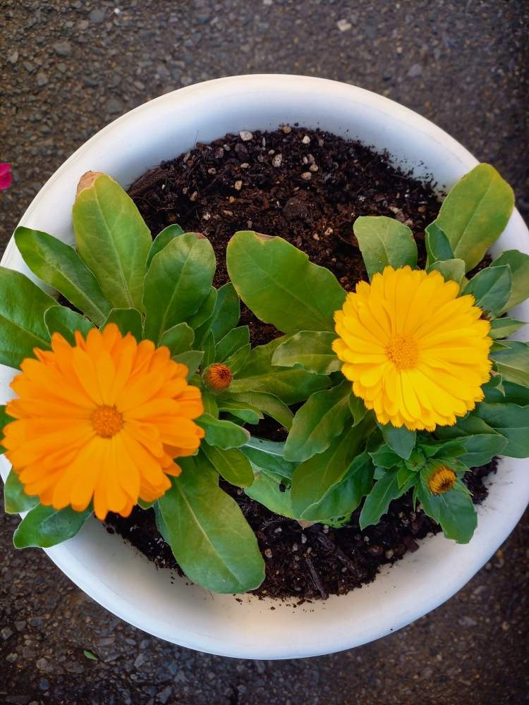 カレンジュラ エミフルの投稿画像 By みっちゃんさん タキイと花のある暮らしとおうち園芸とタキイと花のある暮らしとおうち園芸 月11月17日 Greensnap グリーンスナップ Greensnap グリーンスナップ