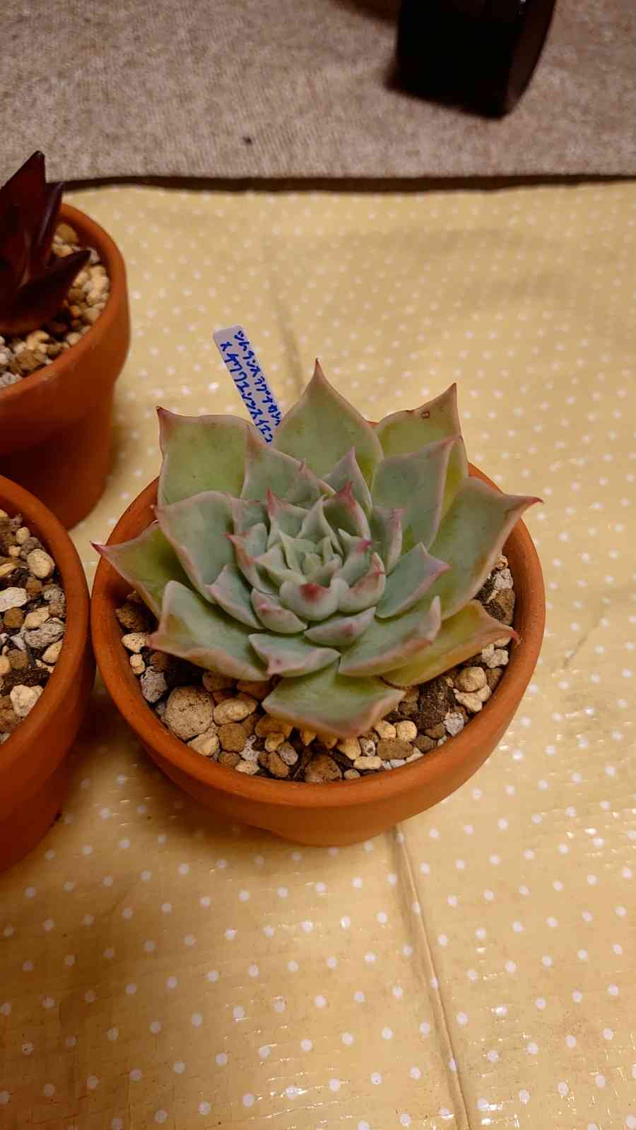 札付き　シムランスラグナサンチェス × チワワエンシスイェコラ (爪) 2025年最新】シムランスラグナサンチェスの人気アイテム - メルカリ