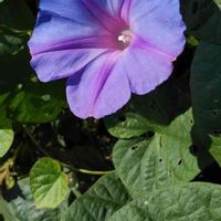 ノアサガオの画像