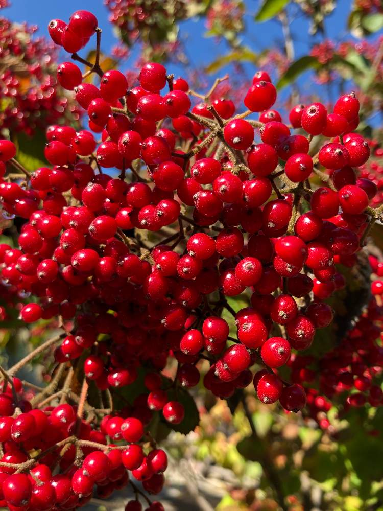 ガマズミの投稿画像 By みるくココアさん 実がなる木と花好きと花のある暮らしとかわいいと秋の実と赤い実 月11月17日 Greensnap グリーンスナップ