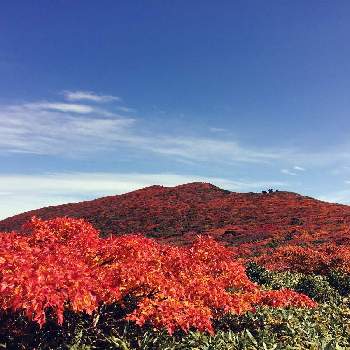 栗駒山の画像 by tbshinさん | お出かけ先と紅葉フォトコン2020とハイキング・登山とミラーレス一眼と【こまち多肉部】と栗駒山