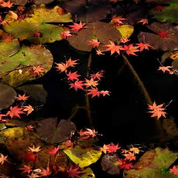 紅葉2020の画像 by Yuppyさん | お出かけ先と自然観察と花のある暮らしと紅葉フォトコン2020と紅葉2020