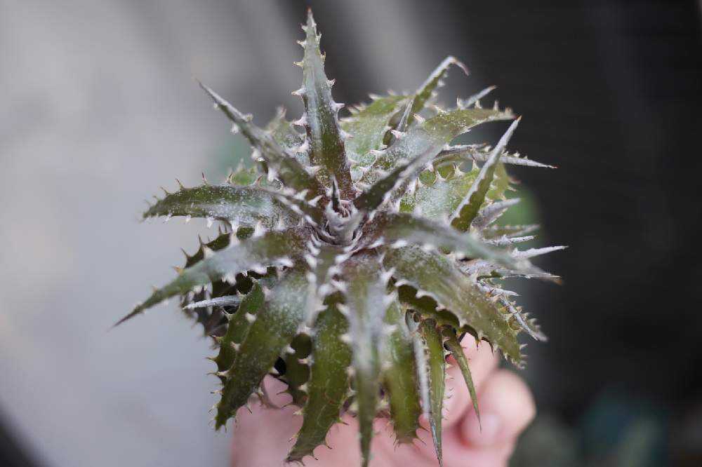 Dyckia Big Dipper ディッキア（Dyckia 'Big Dipper