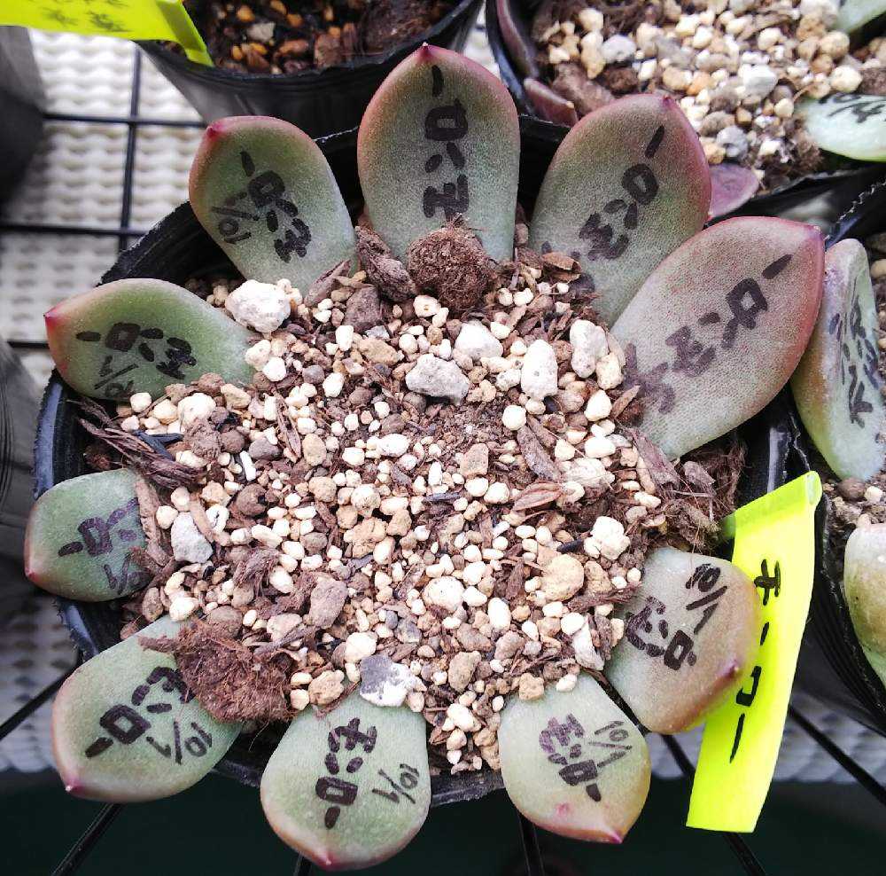 葉挿し②成長記録｜🍀GreenSnap（グリーンスナップ）