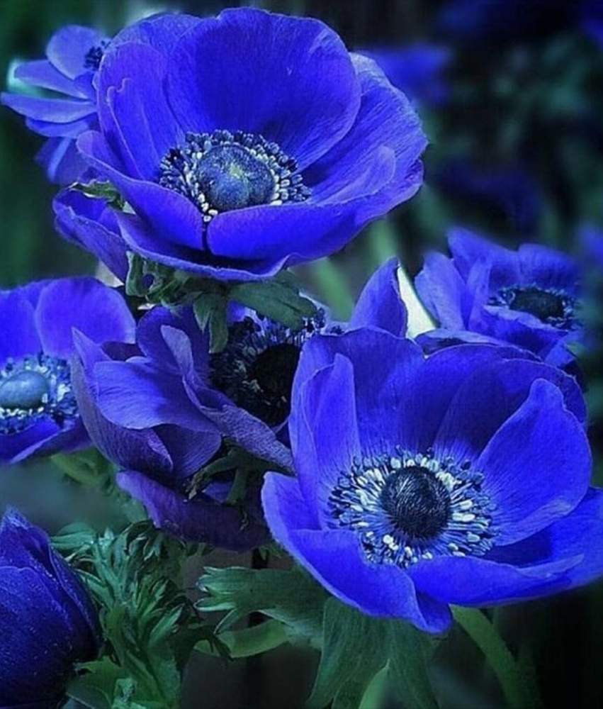 アネモネの投稿画像 By Dianaさん 青い花と花のある暮らしと今日のお花と綺麗な花 月11月18日 Greensnap グリーンスナップ