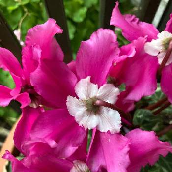 中輪咲きの画像 by manabeさん | 小さな庭とミニシクラメンとシクラメン　ミニワーリーギグとサクラソウ科シクラメン属と寄せ植えとサクラソウ科と下向きに咲く花と濃いピンクのお花と中輪咲きとシクラメン属
