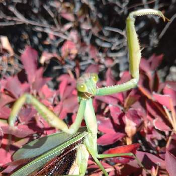 カマキリの投稿画像一覧 Greensnap グリーンスナップ