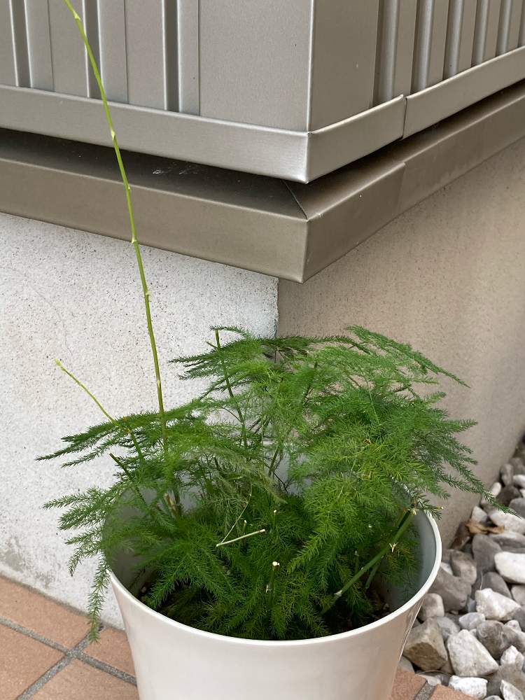 アスパラガスの投稿画像 By ぶぶさん 寒さに負けないと風通しと冬越しと葉っぱのある暮らしと葉っぱと日当たり良好と長い付き合い 月11月18日 Greensnap グリーンスナップ