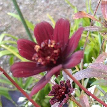 チョコレートコスモス チョカモカ の投稿画像一覧 Greensnap グリーンスナップ