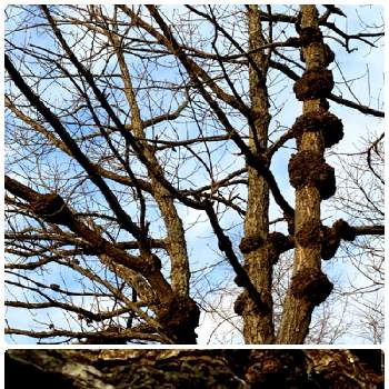 北海道の木の画像 by charkunさん | お出かけ先と北海道と北海道の景色と北海道の木と鶴居村