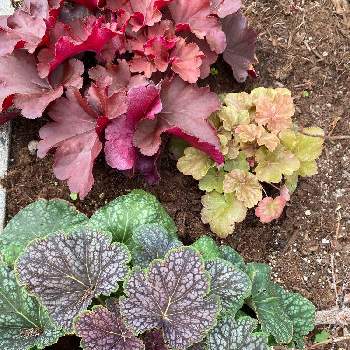 ヒューケラ ドルチェ チョコミントの投稿画像一覧 Greensnap グリーンスナップ