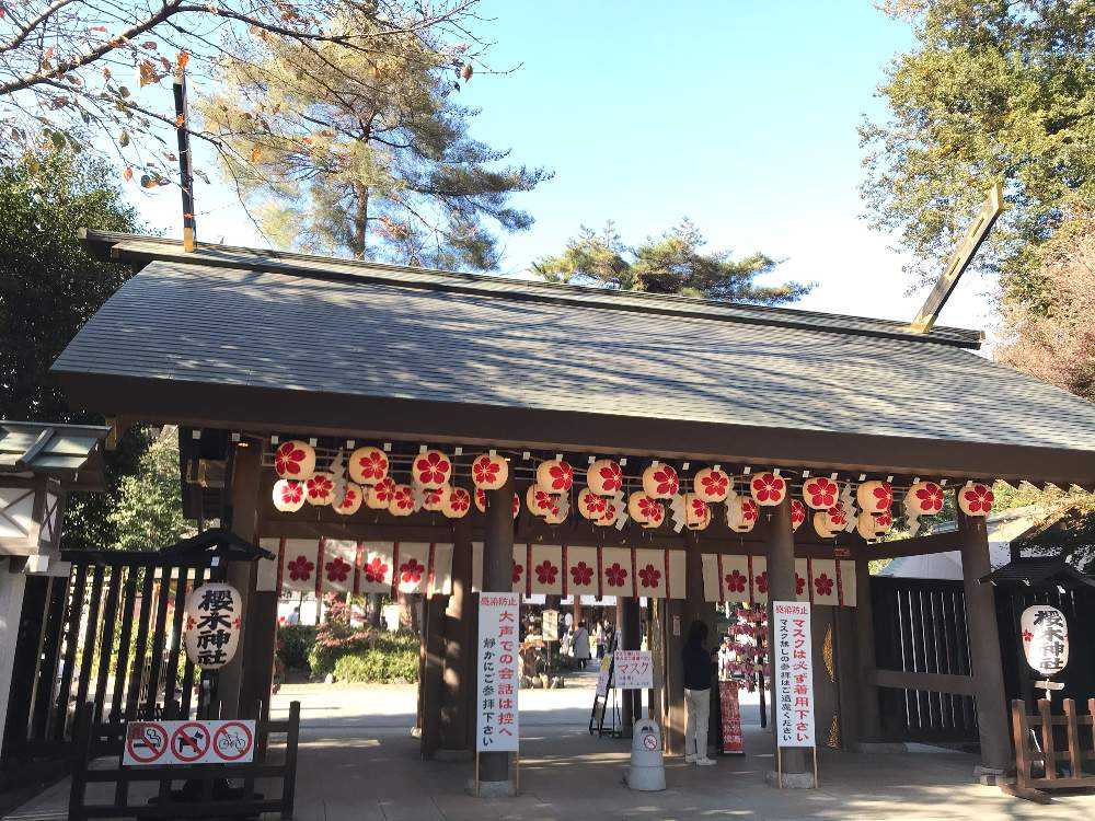 十月桜を見に行きました 櫻木神社 Greensnap グリーンスナップ