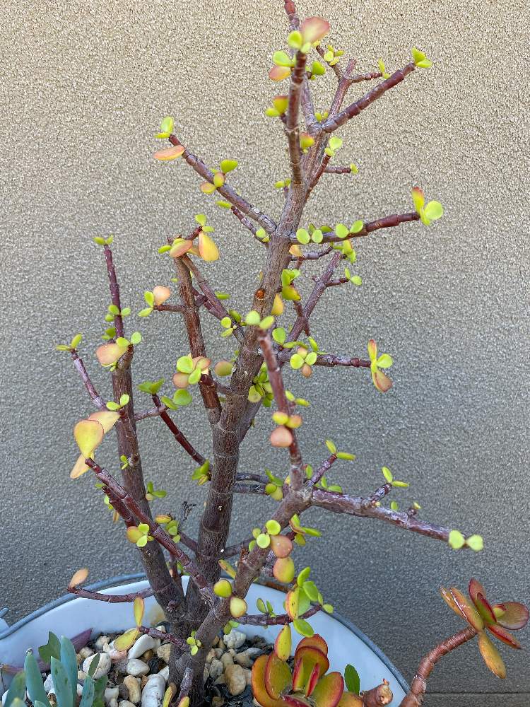 多肉植物の投稿画像 By 葉っぱさん 金の成る木 とポーチュラカリア 月11月18日 Greensnap グリーンスナップ