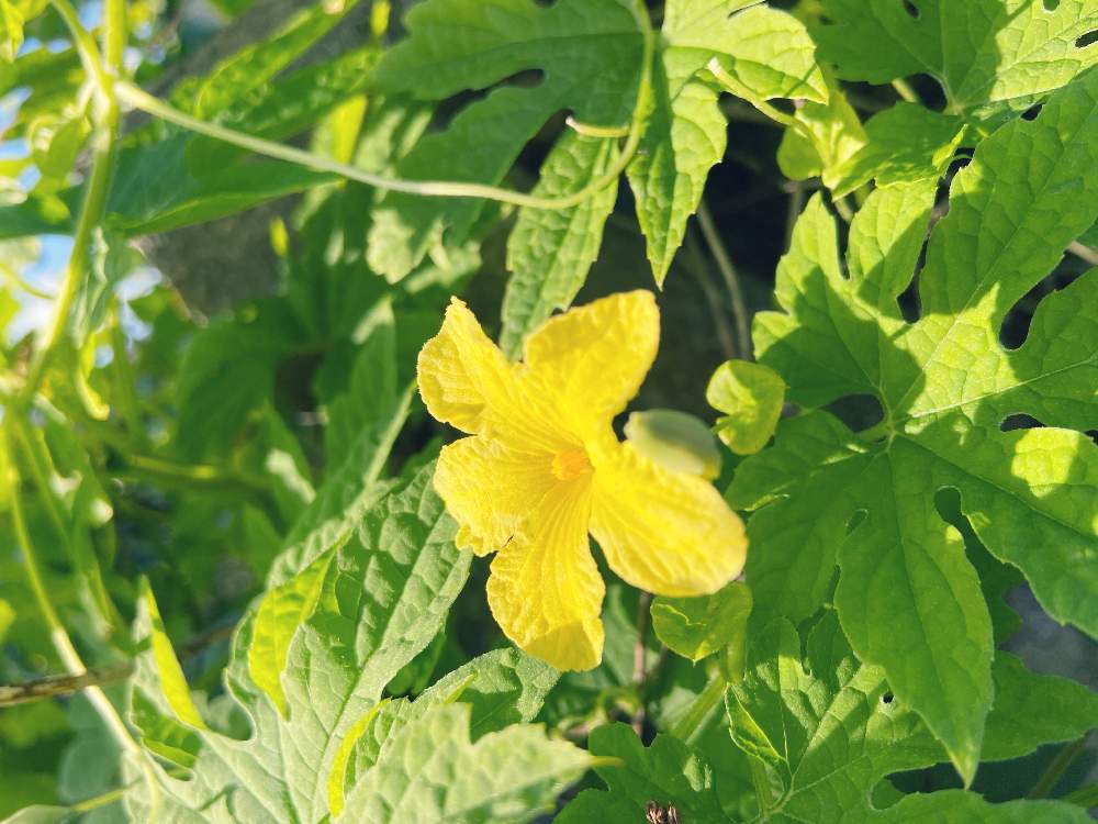 ゴーヤーの花の投稿画像 By Sunさんさん 黄色い花と実のなる植物と沖縄といい天気 月11月18日 Greensnap グリーンスナップ