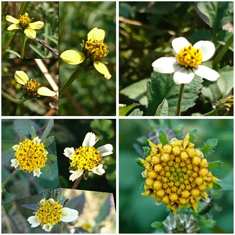 センダングサの投稿画像 By あかりさん コセンダングサとコシロノセンダングサとアイノコセンダングサと雑草と野草とキク科とお出かけ先と雑草と野草とキク科 月11月18日 Greensnap グリーンスナップ Greensnap グリーンスナップ