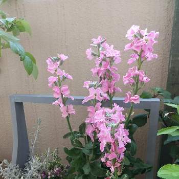 ストック 一重咲きの投稿画像一覧 Greensnap グリーンスナップ