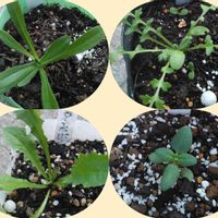 アグロステンマ,ネモフィラ,金魚草,ももいろタンポポ♪,種蒔きからAの画像