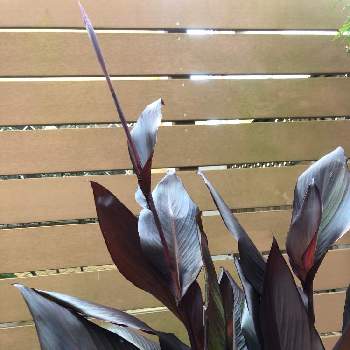 カンナ オーストラリアの投稿画像一覧 Greensnap グリーンスナップ