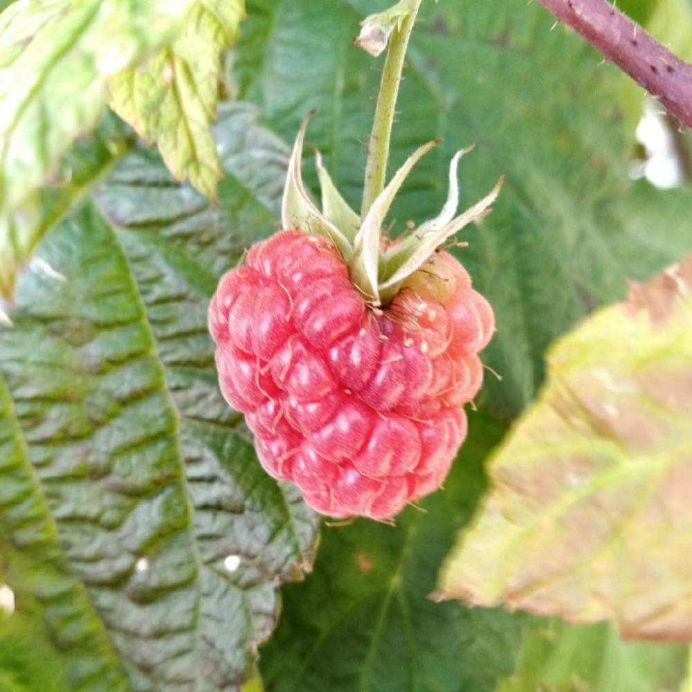 ラズベリーの投稿画像 By Akiさん 庭記録とおうち園芸 月11月18日 Greensnap グリーンスナップ