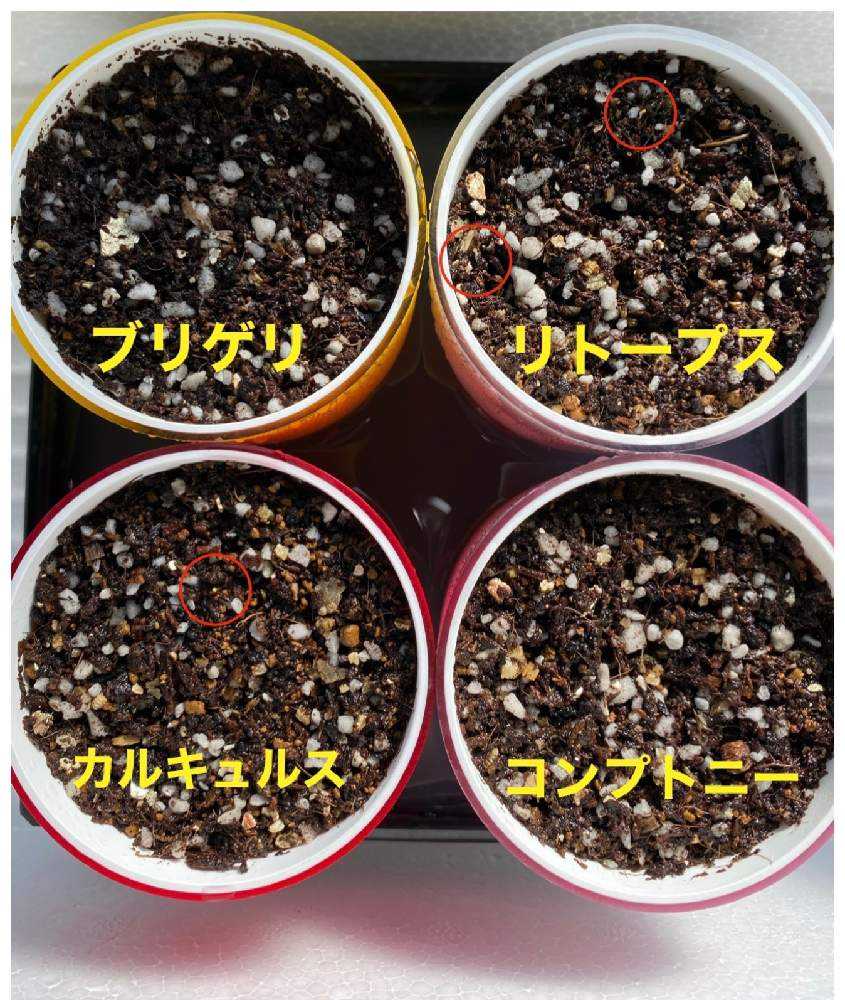 初の実生チャレンジ Greensnap グリーンスナップ 初の実生チャレンジ Greensnap グリーンスナップ