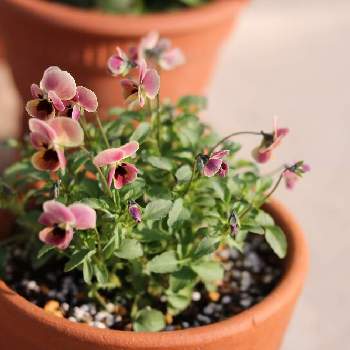 見元ビオラピンクコアラの投稿画像一覧 Greensnap グリーンスナップ