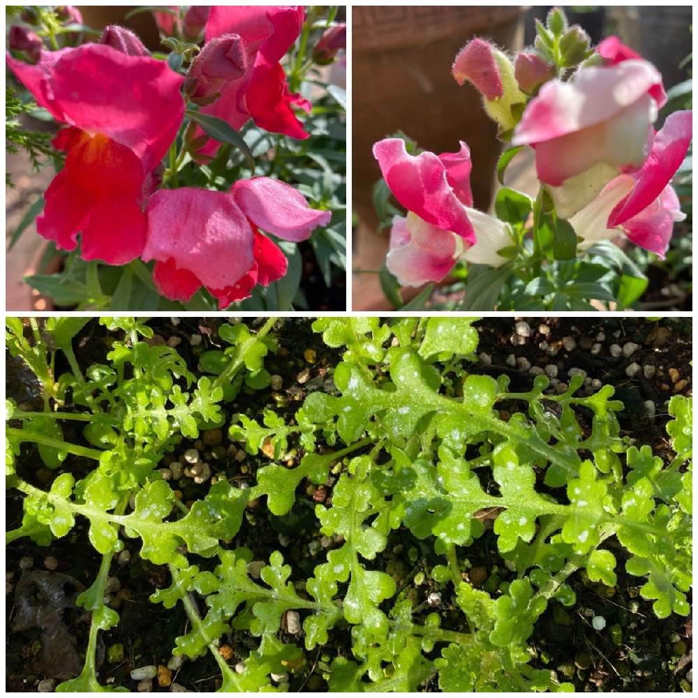 ネモフィラの投稿画像 By Michi さん 金魚草と花のある暮らしと小さな庭からとミッチの会 月11月18日 Greensnap グリーンスナップ