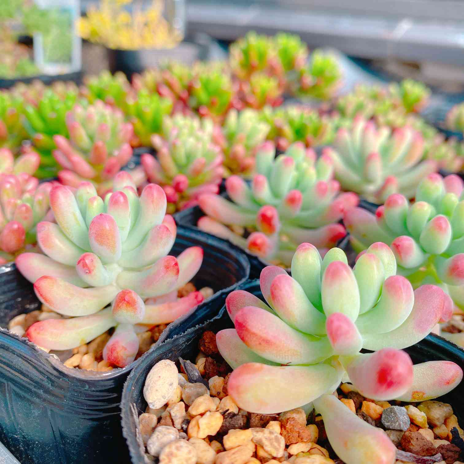 ☘️うちの多肉棚☘️｜🍀GreenSnap（グリーンスナップ）