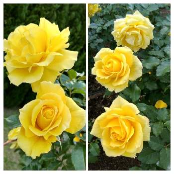 薔薇のアルバムの画像 by ヤマボウシさん | 広い庭とゴールドバニーとバラ サンフレアーと花のある暮らしと植物日誌と薔薇のアルバム