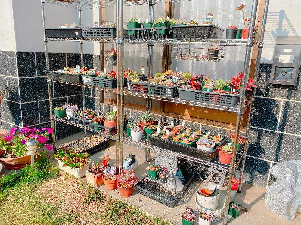 ☘️うちの多肉棚☘️｜🍀GreenSnap（グリーンスナップ）