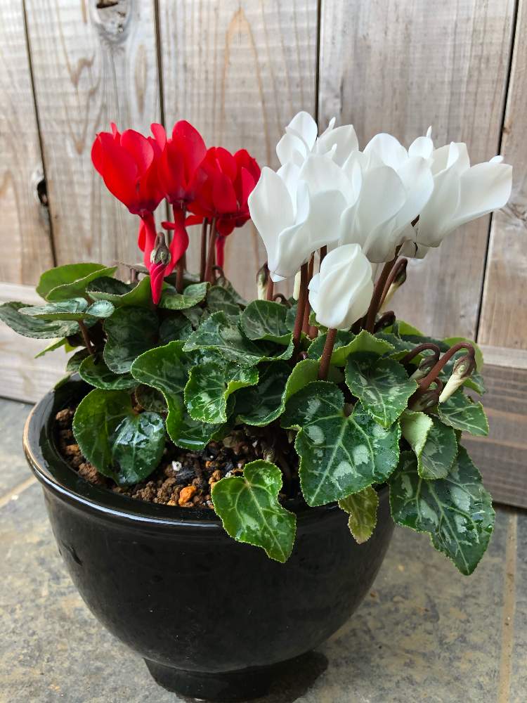 ガーデンシクラメンの投稿画像 By リデルさん 月11月18日 Greensnap グリーンスナップ