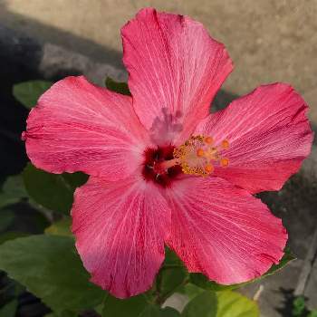 ハイビスカス ピンクレディの投稿画像一覧 Greensnap グリーンスナップ