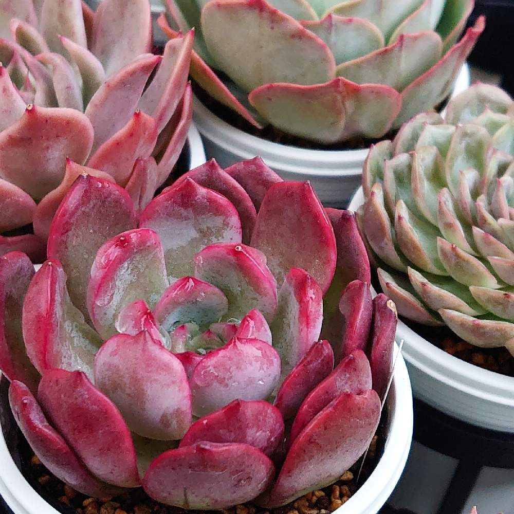 誠実 多肉植物 韓国苗 もみじ様 O1saude Com Br