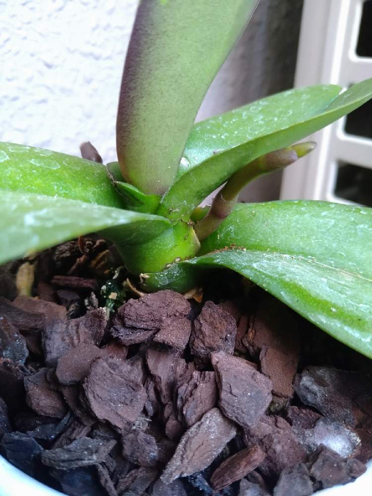 胡蝶蘭の投稿画像 By ぴのさん 新芽 月11月18日 Greensnap グリーンスナップ