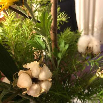 綿の木の画像 by mimikomamaさん | 部屋と綿の木と生け花と季節の花と花のある暮らしとアレンジメント