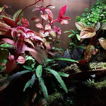 ホマロメナ属の画像 by あかつきさん | 部屋とホマロメナ属と着生植物とボタニカルと紅葉フォトコン2020と観葉植物と苔 (コケ)と水草水槽とおうち園芸とテラリウムとパルダリウムと緑のある暮らしと紅葉（こうよう）とコケリウムと花のある暮らしと熱帯植物とジメジメ系
