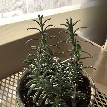 ラベンダー センティヴィアの投稿画像一覧 Greensnap グリーンスナップ