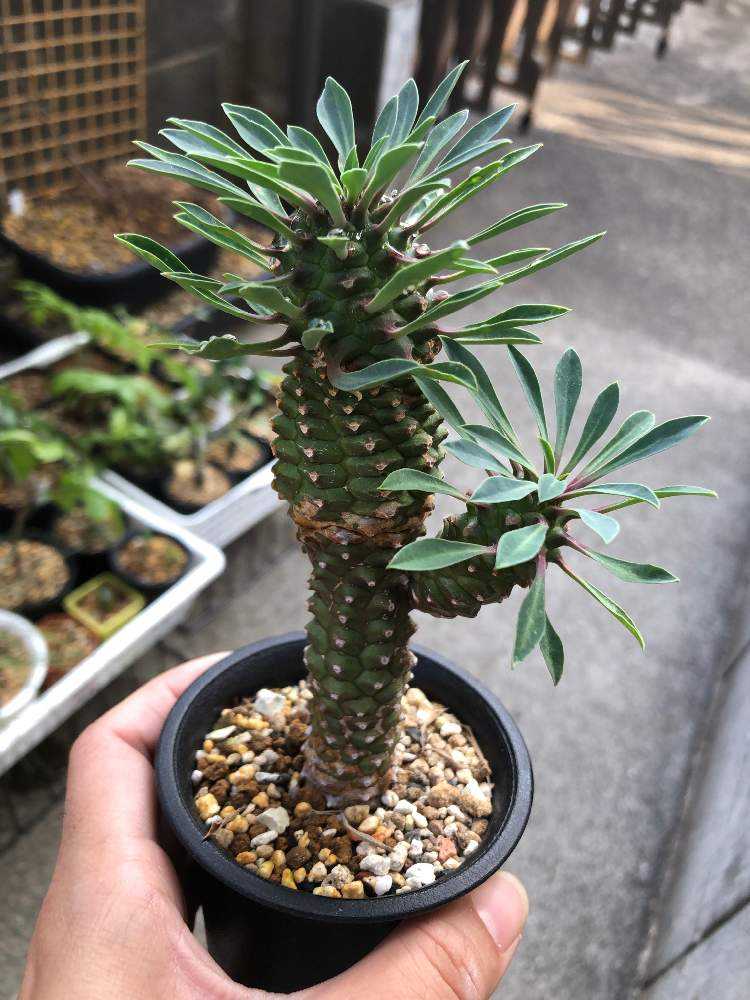 ユーフォルビア 怪魔玉 蘇鉄キリン 鉄甲丸 多肉植物 サボテン 観葉植物 本物 ミニ インテリア 玄関 おしゃれ 植木鉢付 鉢植え 花言葉 風水 誕生日 プレゼント 4号鉢 PlanetWild 置物 ハロウィン 飾り グッズ 高評価のクリスマスプレゼント