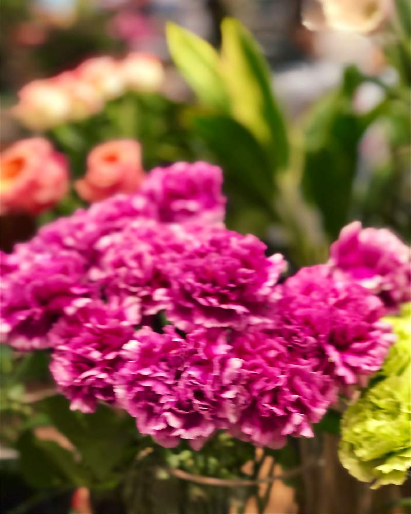 カラフルの投稿画像 By Kay Tama Gsk さん ピンクの花とピンク色とイオンモール桂川と今日の一枚とピンクと鮮やか と赤い花と花屋 とカラフルとピンクの花とピンク色とイオンモール桂川と今日の一枚とピンクと鮮やか と赤い花と花屋 月11月18日 Greensnap