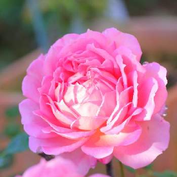 けんパパが育てる薔薇 2020の画像 by けんパパさん | アプローチとジュビリー・セレブレーションとバラ、薔薇、ばらと無加工と無修正と水曜ローズショーとCanon EOS Rと薔薇に魅せられてとCanon EF100mm F2.8Lマクロ IS USMと手作りの庭と【ちから配布】ガーデニング：カメラ＝５０：５０と新型コロナウィルスに負けるなとけんパパが育てる薔薇 2020とこんな時こそ花をとおうち園芸とコロナに負けるな！と横浜イングリッシュガーデンとミラーレス一眼とGSでバラ園とバラを楽しむ