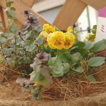 オレガノ ミルフィーユリーフの投稿画像一覧 Greensnap グリーンスナップ